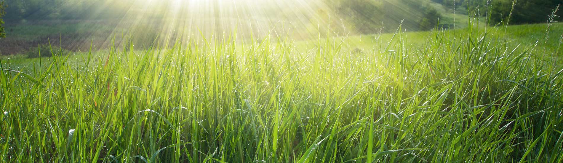 Grass in sunlight