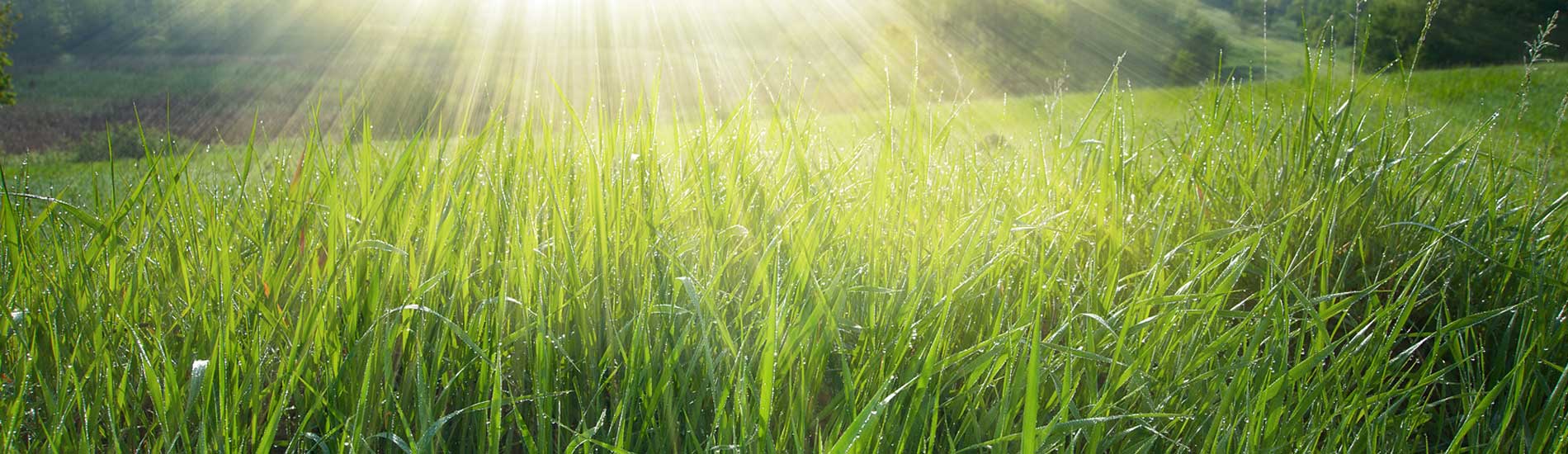 Grass in sunlight