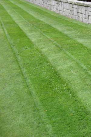 Lawn with cut grass