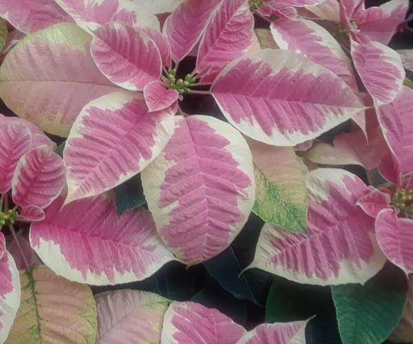 Poinsettias Poinsettias