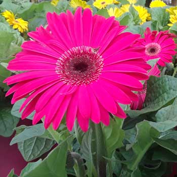 Pink flowers