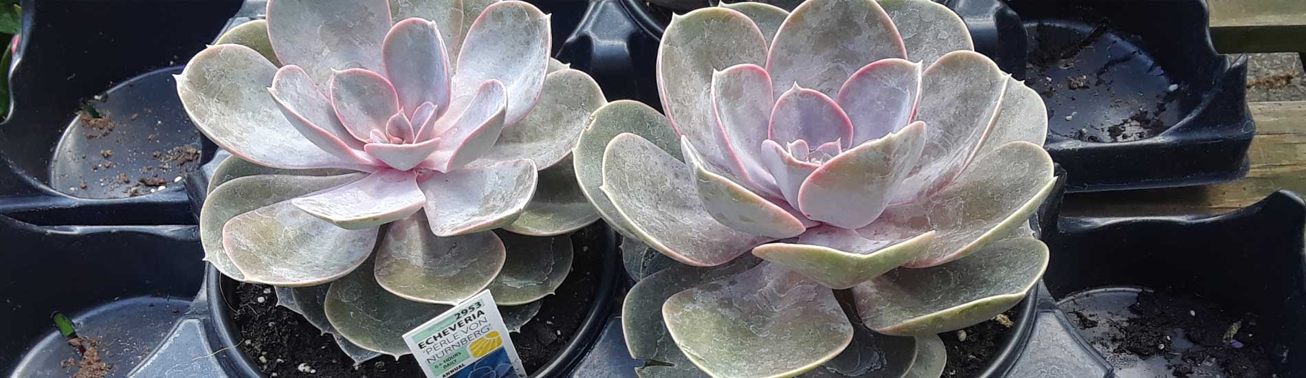 Echeveria plant